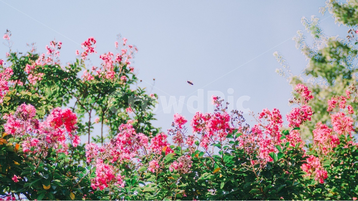 배롱나무,여름,분홍,꽃,야외,식물,자연,plants,nature,꽃,flower,감성,sensible,feeling