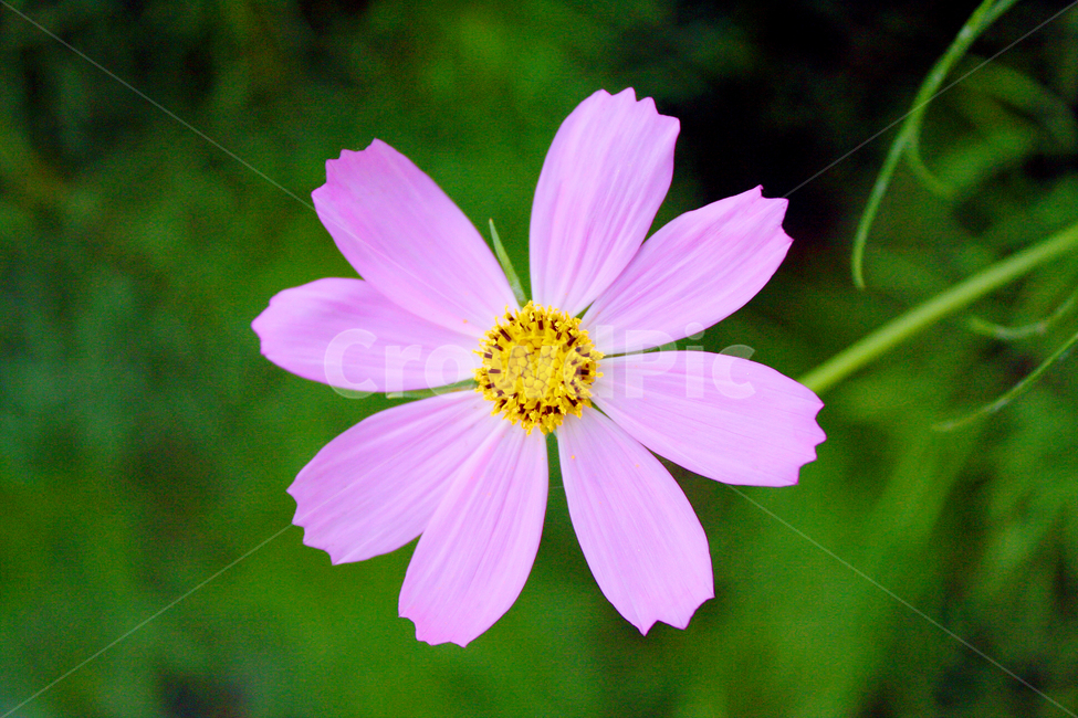 코스모스,식물,보라색,초록색,아웃포커스,노란색,봄,꽃,계절,자연,plants,nature,flower,season,휴식,힐링,rest,색감,색상,색채