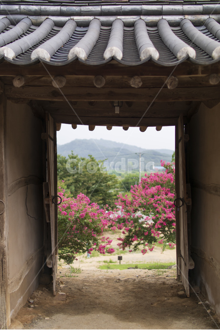 대구,도동서원,배롱나무,프레임,꽃,대문,안정감,한국전통,한국문화,korean traditional,korean culture,건축물,건물외관,exterior,building,structure,architecture,construction