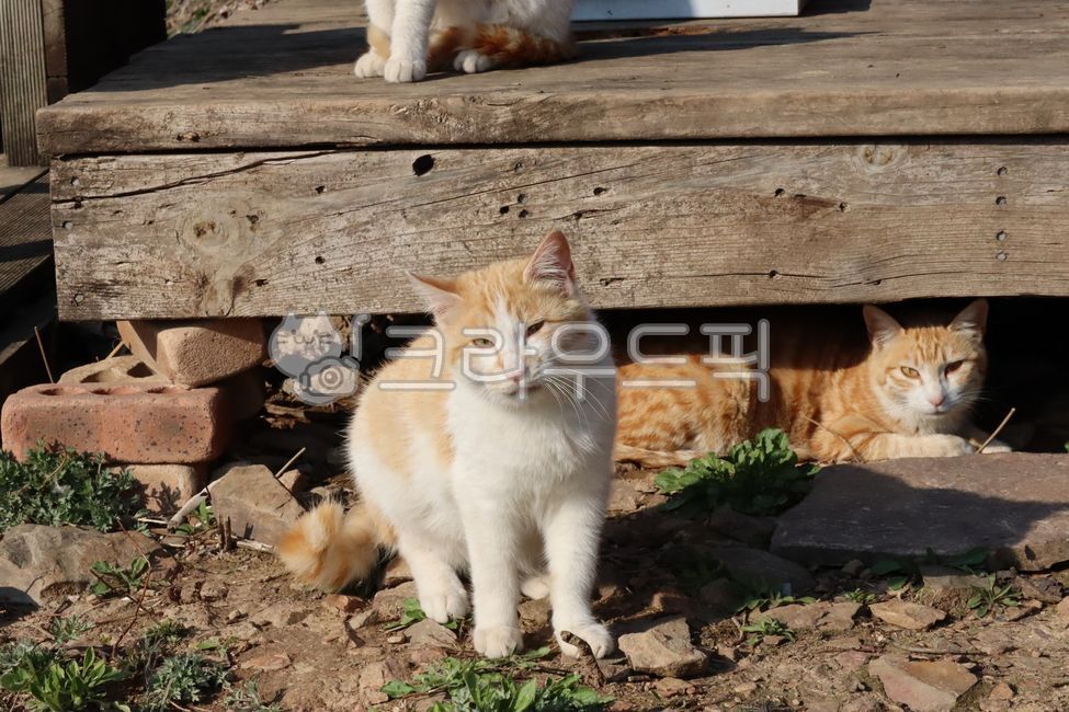 고양이,귀여움,냥이,츄르,길냥이,깜찍,귀엽