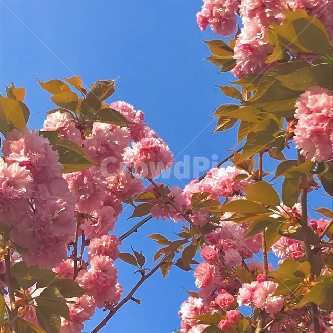 벚꽃,겹벚꽃,봄,벚나무꽃,벚나무,봄꽃,봄나들이,꽃,cherryblossom,spring,flower,감성,atmosphere,계절,season,벚꽃축제,벚꽃구경,봄축제,겹벚꽃구경,벚꽃놀이,wood,tree,나무,잎사귀,색감,분홍빛,Pink,꽃놀이,색상,색채,color,feeling,감성사진,colorsensitivity,Blossom,feelingofcolor,colorsense,핑크