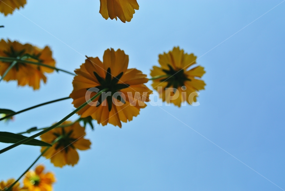 금계국,꽃,시선,하늘,감성,식물,자연,plants,nature,꽃,flower
