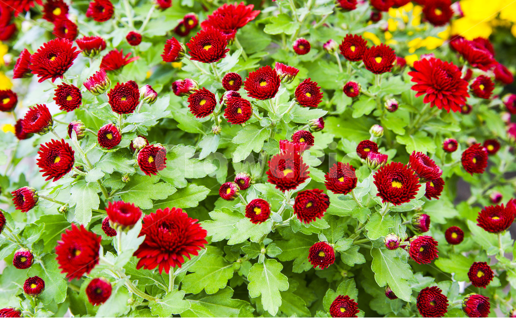 국화,가을,붉은색,plantsnature,꽃,감성사진,따스함,fallemotional,식물,식물,자연,plants,nature,꽃,flower