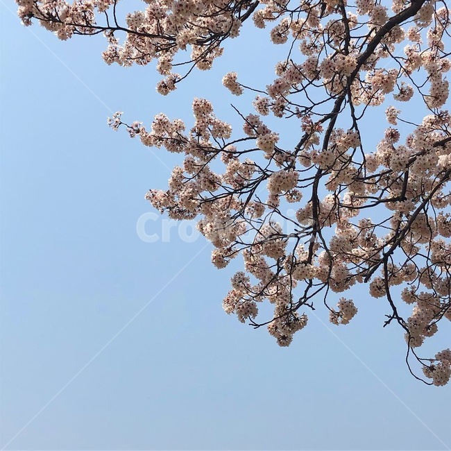 봄,하늘,꽃,풍경,나무