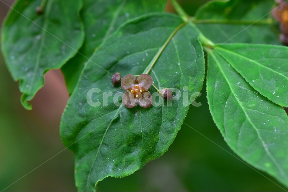 회목나무,야생화,꽃,식물,자연,생태,플라워,flower,plants,nature,식물,자연,plants,nature,꽃,flower