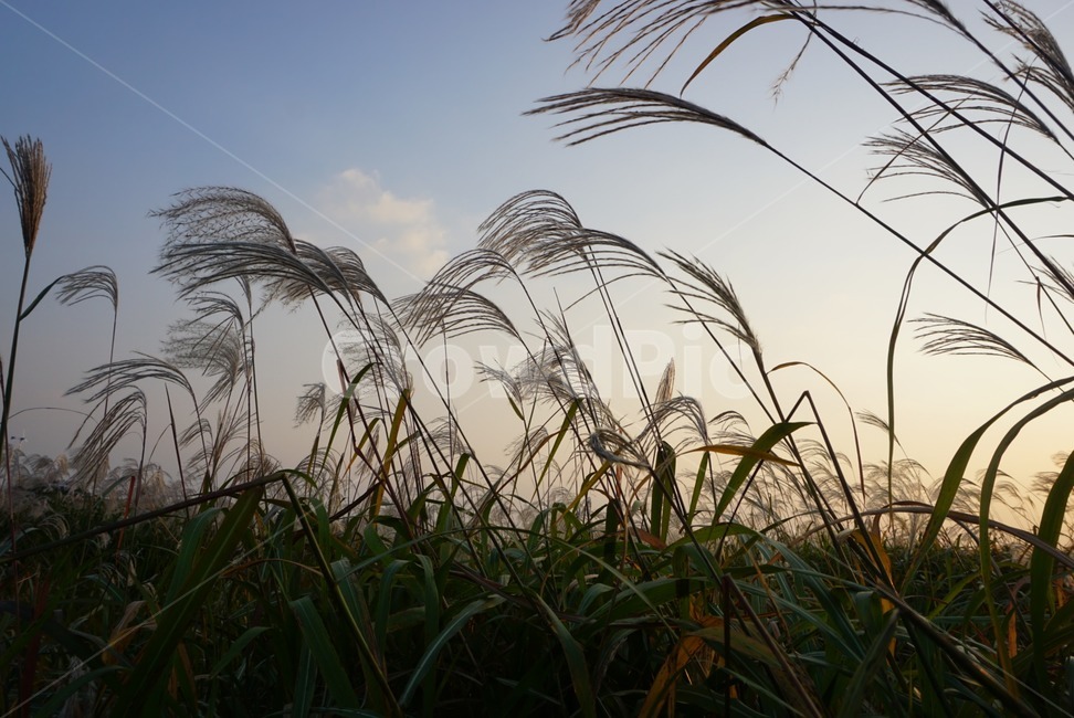 plant,식물,grass,lawn,잔디,reed,갈대,저녁노을,가을,계절,fall,autumn,season,식물,자연,plants,nature