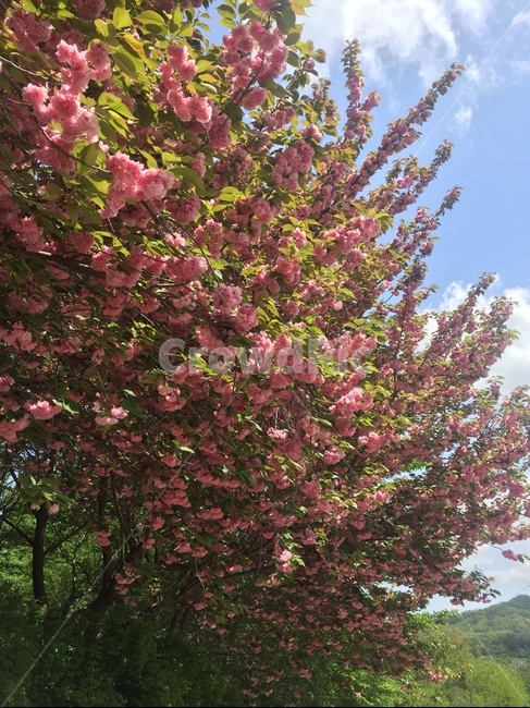 꽃,겹벚꽃,왕벚꽃,완산공원,꽃동산