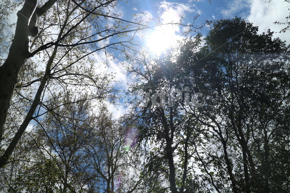 나무,하늘,구름,풍경,햇빛,나뭇잎,가을,자연,빛,플레어,식물,flare,light,tree,plant,sunlight