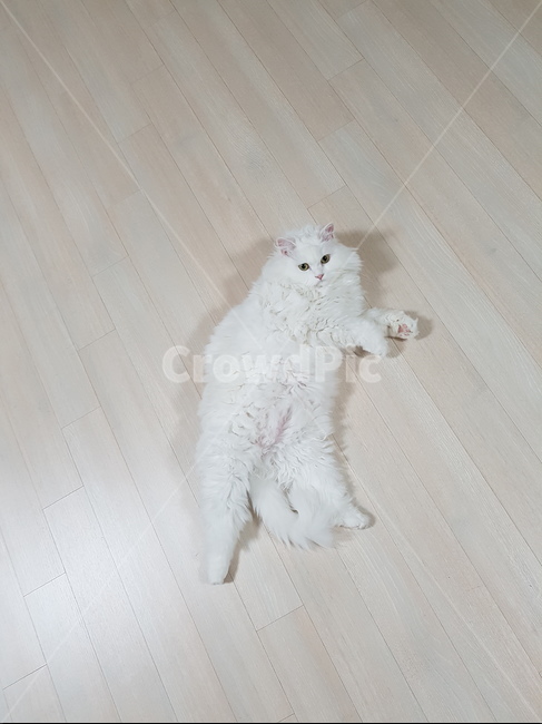 cat,고양이,pet,앙고라,동물,동물,animal,포유류,mammal,고양이,cat,kitten,kitty