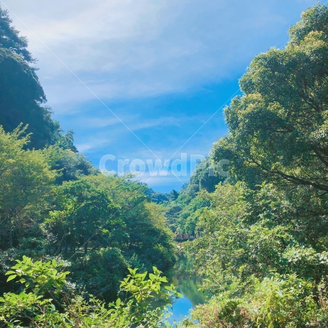 초목,plant,식물,nature,자연,land,제주도,풍경,제주하늘,하늘,숲,자연,풍경,nature,landscape