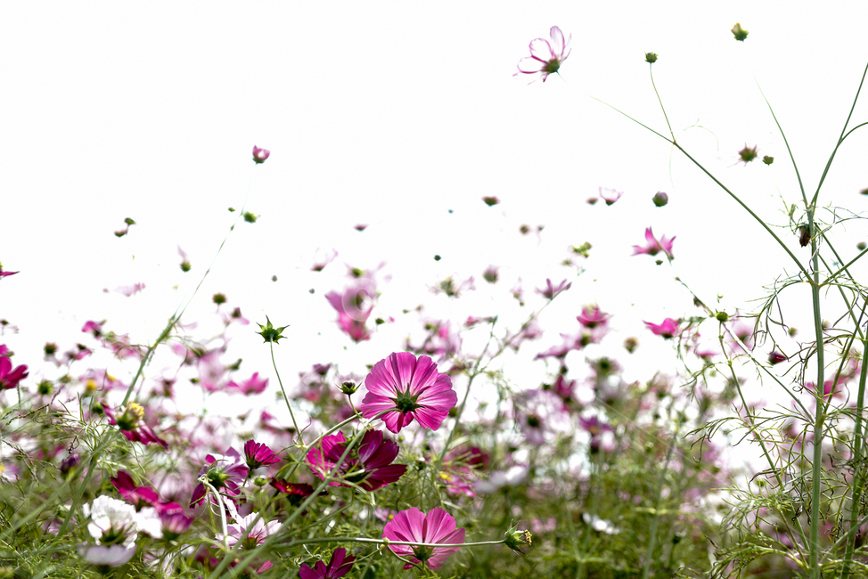 가을,코스모스,하늘,자연,꽃,autumn,cosmos,nature,sky,flower,가을,계절,fall,autumn,season,식물,자연,plants,nature,꽃,flower,geranium,제라늄,plant,blossom,petal,꽃잎