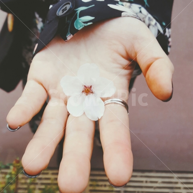 봄,벚꽃,꽃,꽃놀이,손,반지,spring,cherryblossom,flower,hand,ring,식물,자연,plants,nature,꽃,flower,사람,인물,인간,human,person,연출,컨셉,콘셉,direction,concept