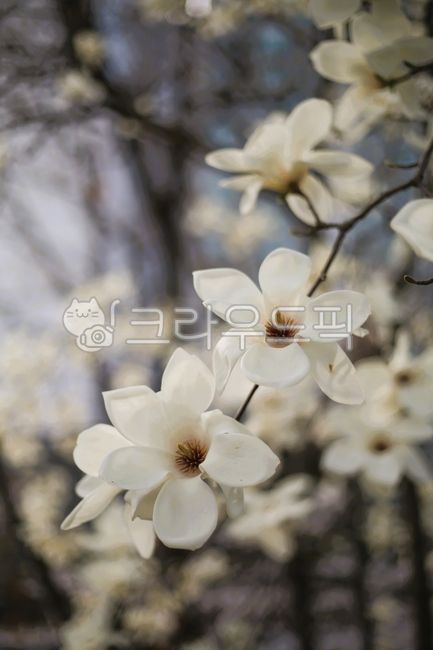 Magnolia,magnolia flower,spring flower,spring blooming flower,spring flower festival,flower festival,white flower,spring,flower