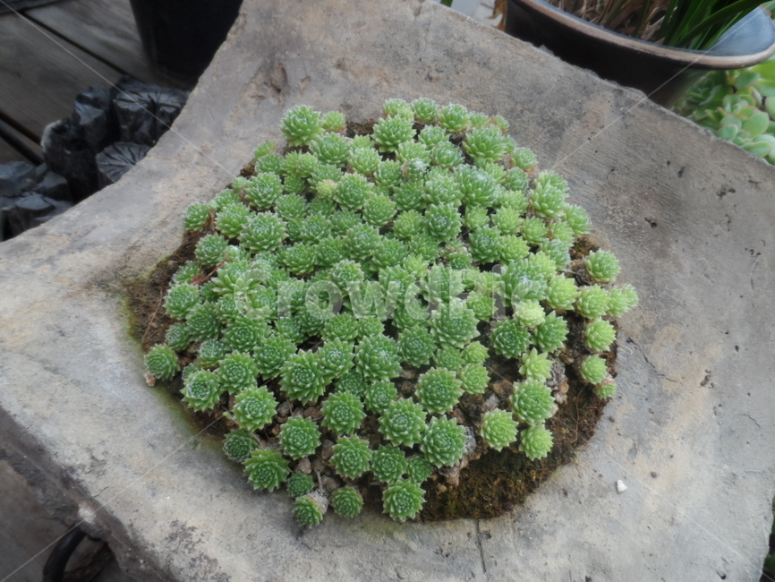 선인장,작은선인장,꽃,꽃들,귀여움,식물,자연,plants,nature