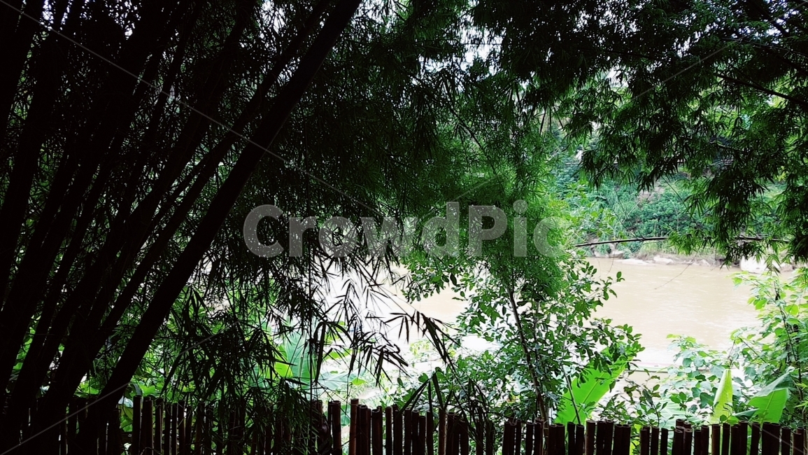 대나무,하천,숲,자연,풍경,여름,자연,풍경,nature,landscape,garden,정원,outdoors,옥외,arbour,정자
