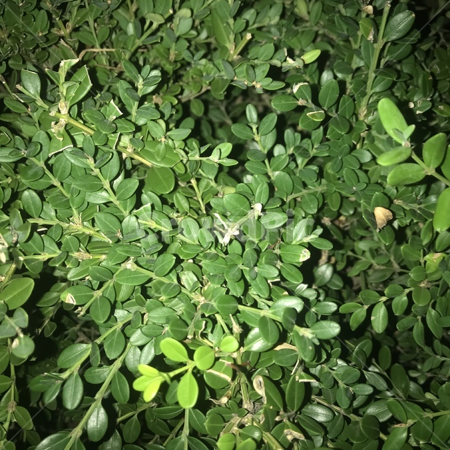 잎,이파리,초록,leaf,green