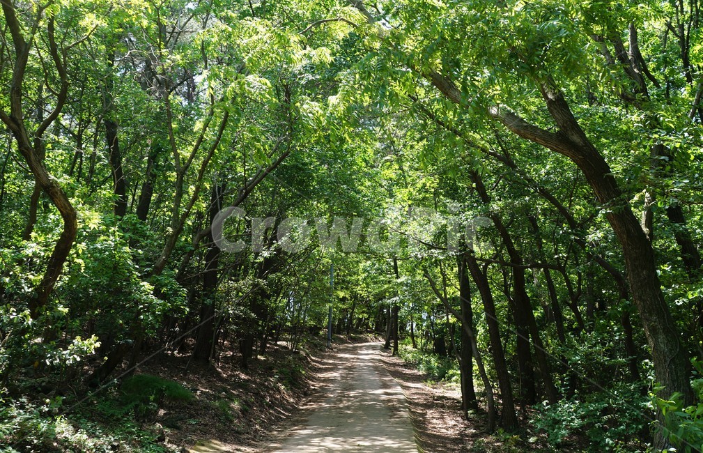 숲,나무,자연,초록,통로,길,nature,green,tree