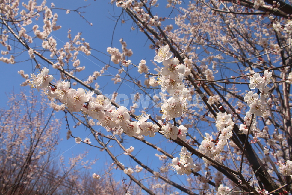 매화,매화꽃,매화나무,매화향기,매화꽃활짝,봄,계절,spring,season,plant,식물,flower,꽃,blossom