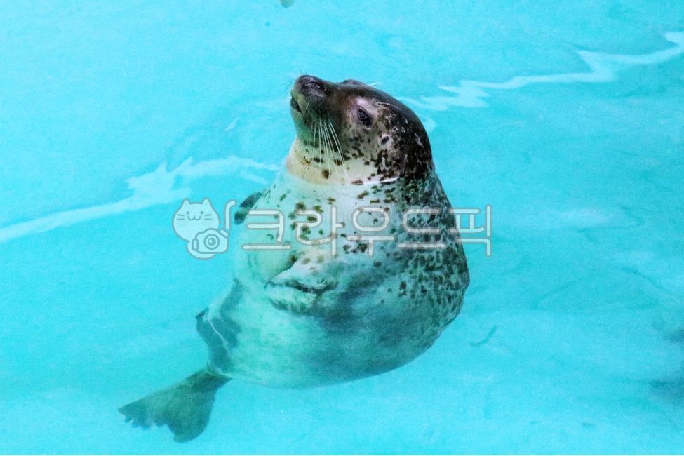 물범,에버랜드,seal,아쿠아리움,수영장,물개,바다사자,동물원,animal,동물,포유류,동물,animal