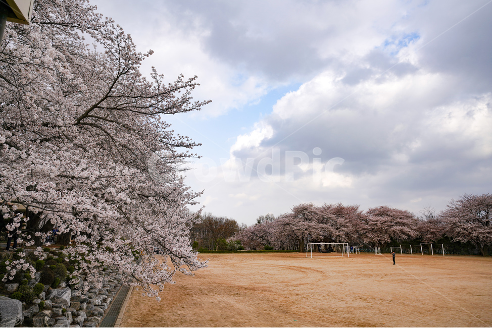운동장,하늘,벚꽃,벚꽃길,구름,sky,cherryblossom,cloud,봄,계절,spring,season,plant,식물,flower,꽃,blossom,cherry blossom
