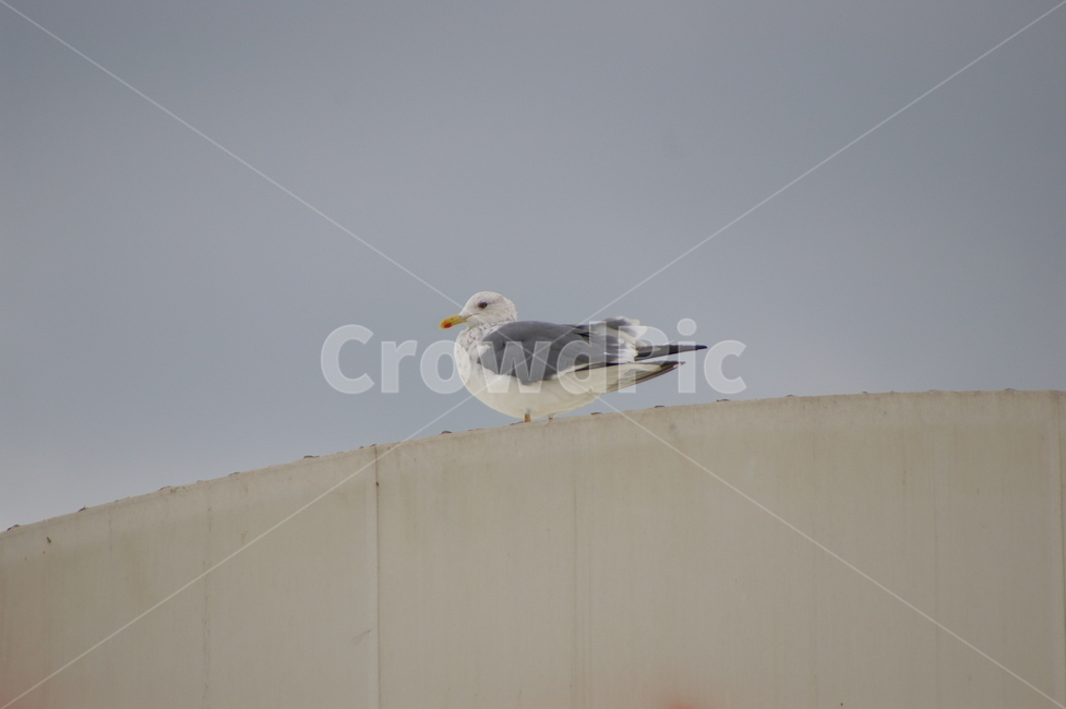 seagull,갈매기,animal,동물,bird,새,동물,animal,조류,새,birds