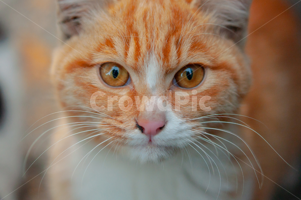 귀여운,수염,털,야생,배경,cute,beard,fur,wild,background,mammal,포유류,animal,동물,pet,애완동물,cat,고양이,동물,animal,포유류,mammal,고양이,cat,kitten,kitty