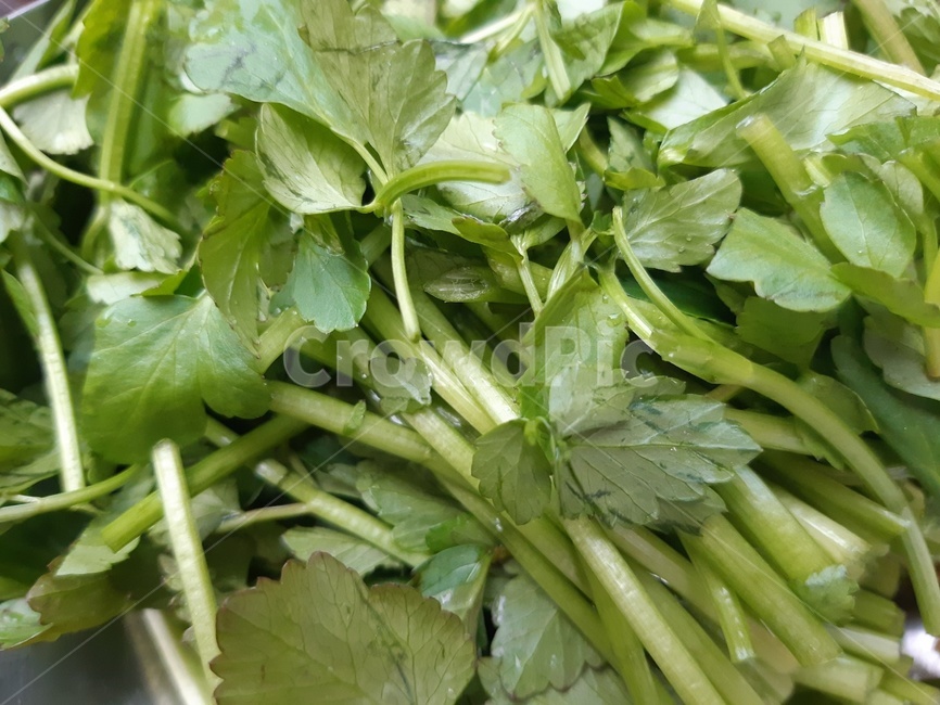 미나리,식물,plant,한국식재료,야채,나물,봄나물,봄,음식,초록,food,green,풀,식재료,vegetables