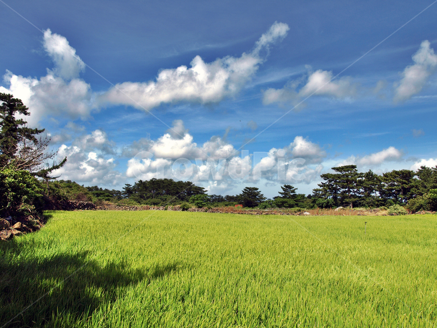 제주,올레15코스,흰구름,푸른하늘,밭,자연,올레,자연,풍경,nature,landscape,제주도,jeju,jeju island,outdoors,옥외,grassland,목초지,field,들