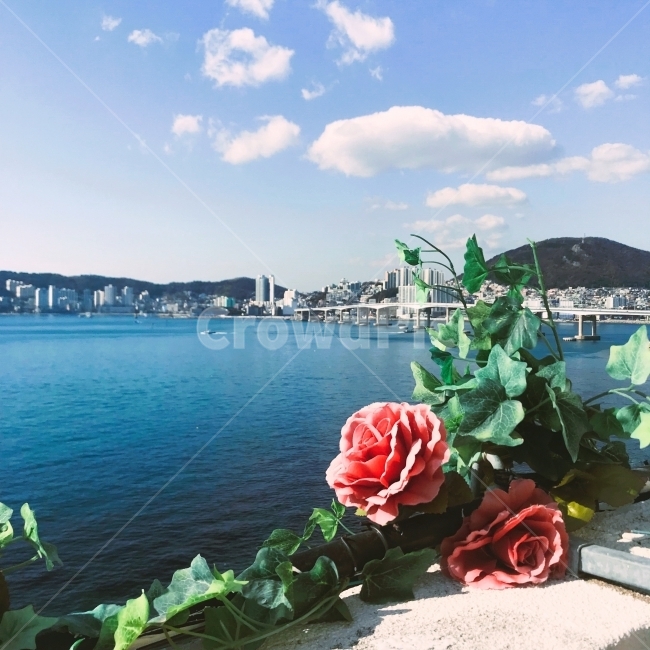 구름,하늘,바다,부산,부산바다,흼여울문화마을,꽃,흰여울마을,부산여행,힐링,자연,푸르다,도시,풍경,city,landscape,한국도시풍경,한국도시경관,korea cityscape,식물,자연,plants,nature,꽃,flower,plant,rose,장미,blossom