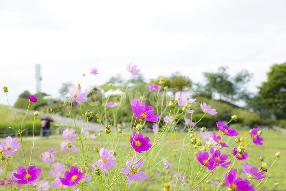 코스모스,가을,꽃,풍경사진,감성사진,Flower,Landscape,Autumn,Cosmos,사진촬영,나무,잔디,들판,하늘,가을,계절,fall,autumn,season,식물,자연,plants,nature,꽃,flower,grassland,목초지,field,들,outdoors,옥외,blossom,geranium,제라늄,plant,rural,농촌,farm,농장