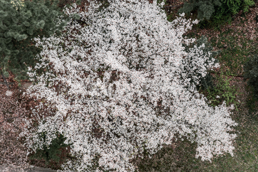 봄,만개,벗꽃,감성,풍경,무늬,봄,계절,spring,season,식물,자연,plants,nature,나무,trees,wood,blossom,꽃,cherry blossom,벚꽃,plant,flower