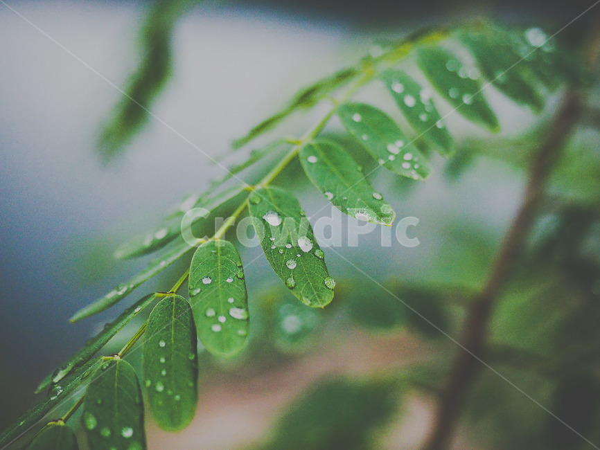 빗방울,나뭇잎,rainnyday,rainy,비오는날,식물,자연,plants,nature,감성,sensible,feeling,휴식,힐링,rest,relaxation,healing,비,비오는날,rain,rainy