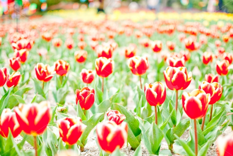 꽃,튤립,공원,식물,자연,flower,park,plants,nature,tulip,봄,계절,spring,season,식물,자연,plants,nature,꽃,flower,plant,blossom