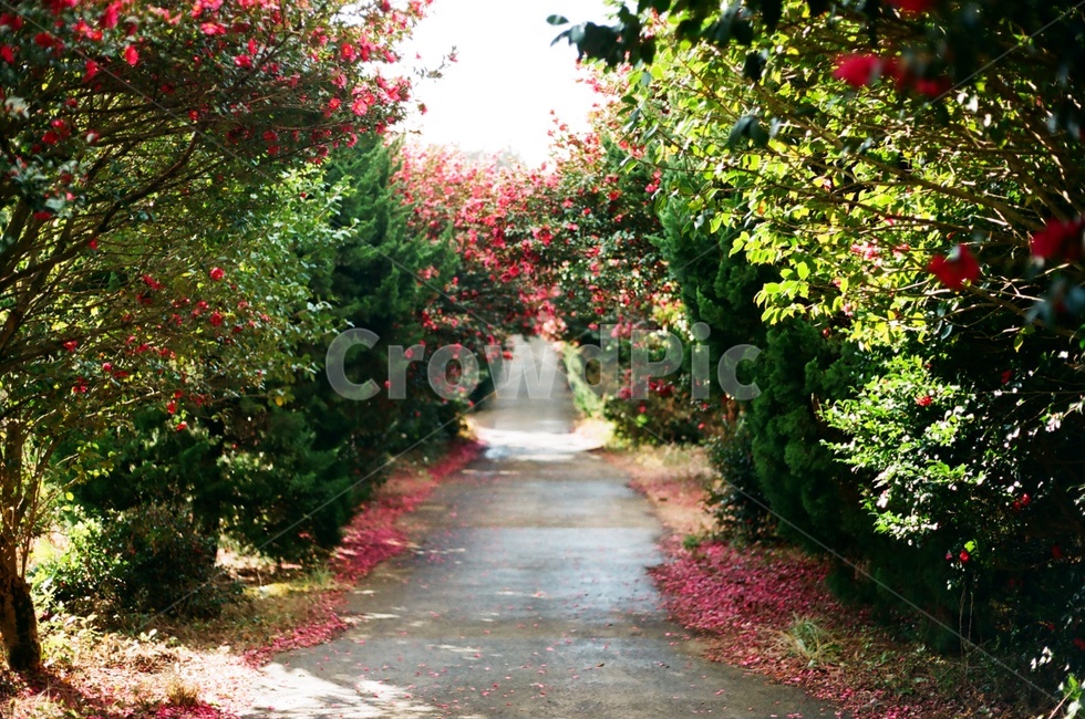 winter flowers,camelliaflower,camellia flower,flower road,camellia