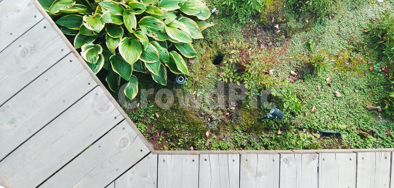 nature,자연,outdoors,옥외,yard,마당,자연,풍경,nature,landscape