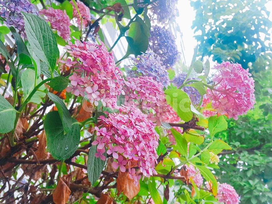 수국,식물,꽃,plant,flower
