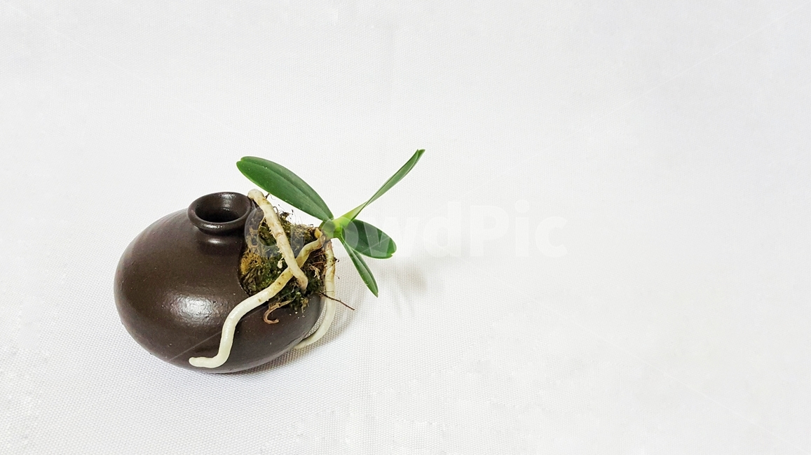 화초,항아리,옹기,도자기,란,난,대엽란,초록,식물,정물,자연,plants,nature,houseplant,interiordesign,실내용화초,인테리어,실내디자인,동양적,옹기화분,화분
