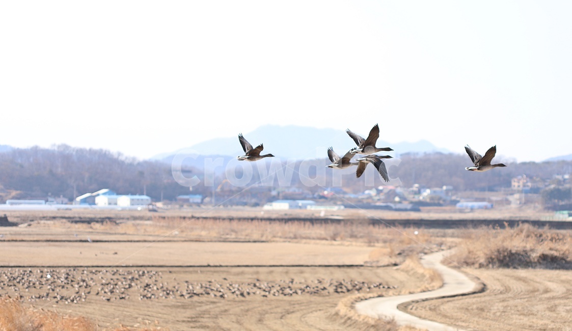 새,철새,동물,농촌,bird,animal,날개