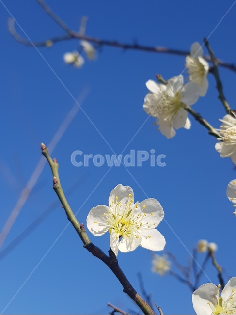 plant,식물,꽃,flower,white,봄,spring,흰꽃