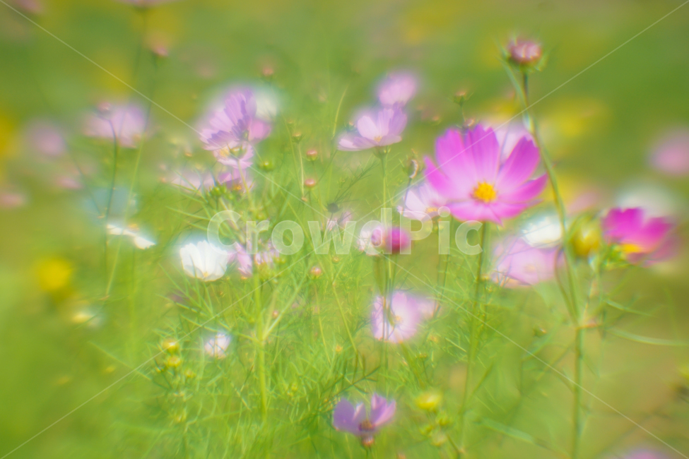 꽃,야생화,코스모스,가을,식물,자연,가을,계절,fall,autumn,season,식물,자연,plants,nature,꽃,flower,plant