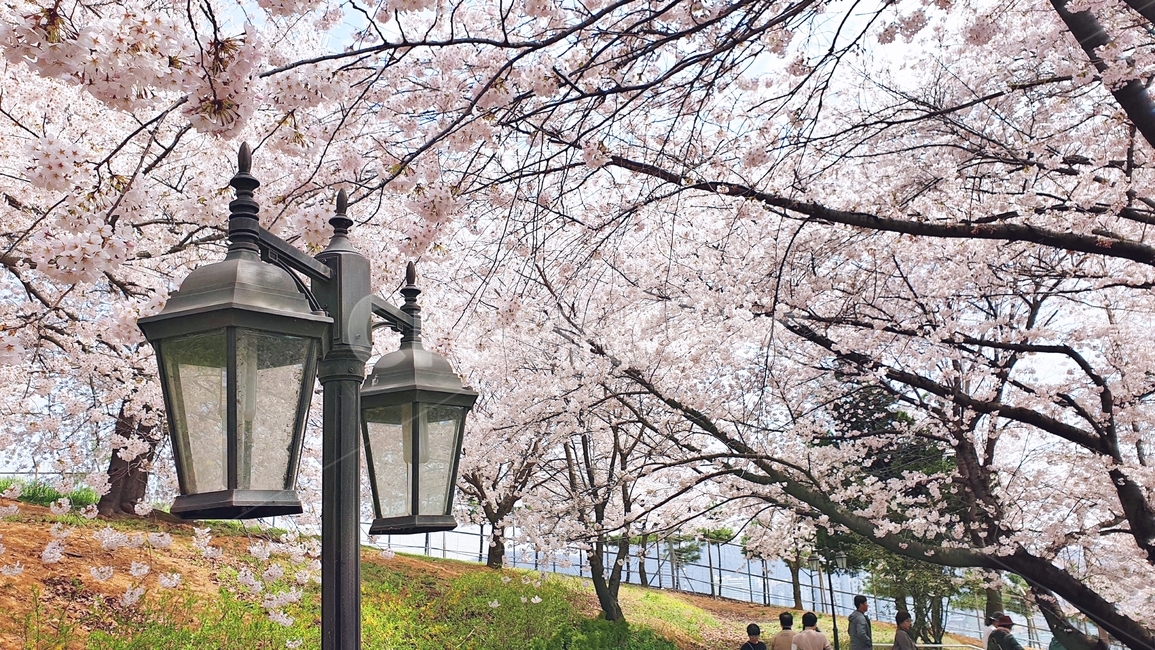 벚꽃,벚꽃놀이,꽃,나무,벚꽃나무,봄,봄철작물,tree,plant,flower,푸른하늘,구름,하늘,sky,blue,spring,등,전등,봄,계절,spring,season,식물,cherry blossom,blossom