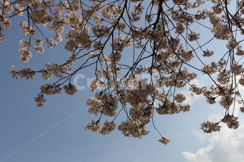 벚꽃,cherryblossom,꽃,하늘,blossom