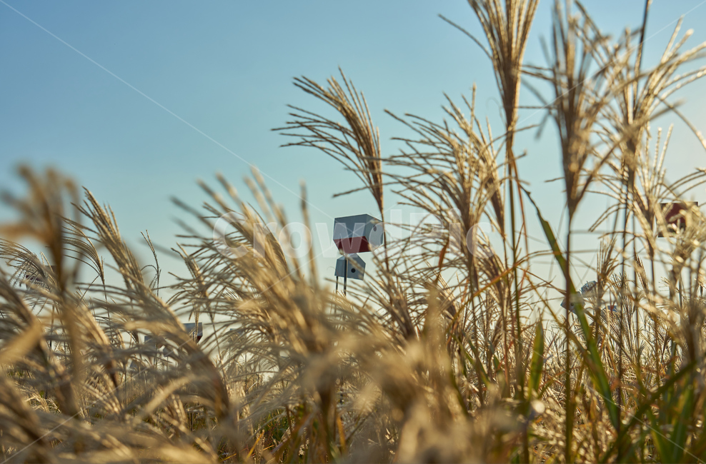 하늘공원,가을,억새,새장,노을,하늘,잔디,식물,가을,계절,fall,autumn,season,grass,plant