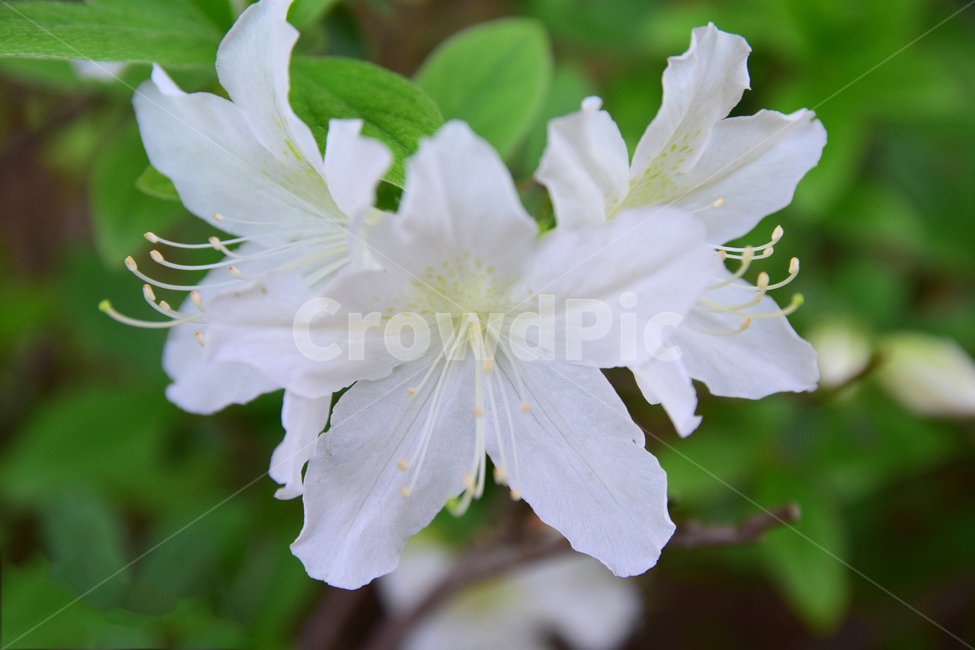 철쭉,진달래,힌철쭉,꽃,자연,식물,힌,white,나무,힌꽃,nature,flower,꽃잎,plant,바탕,색감,감성