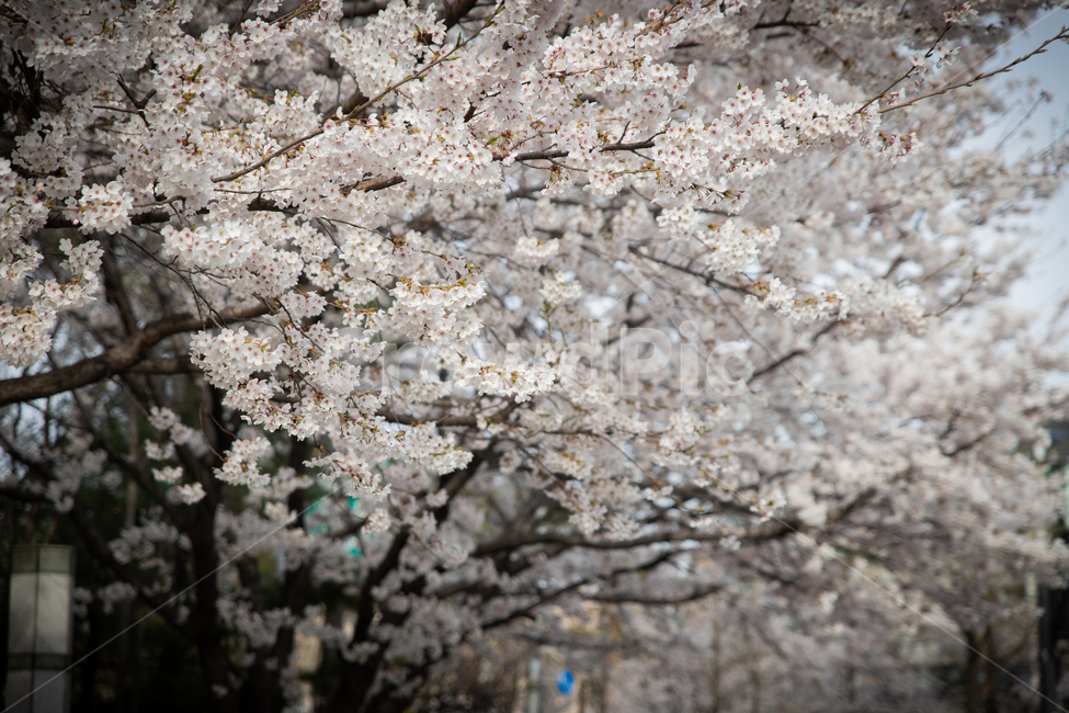 봄,벗꽃,cherrytree,spring,korea,서울,가락동,나무,봄,계절,spring,season,plant,식물,flower,꽃,blossom