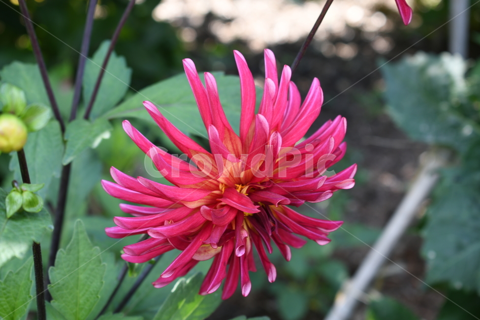 꽃,여름,화사함,핑크색,pink,나무잎,녹색,피사체,식물,자연,plants,nature,꽃,flower