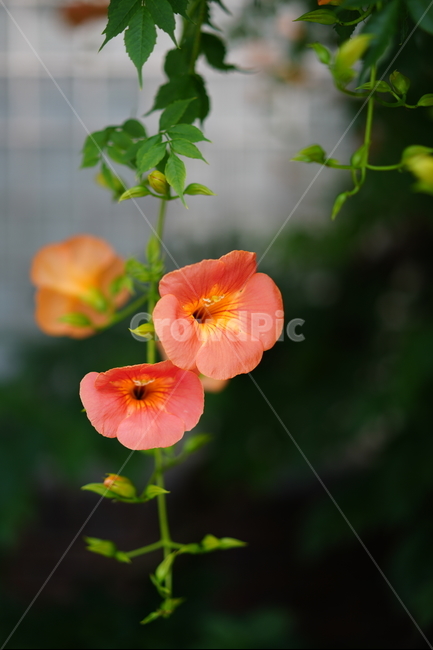 꽃,능소화,색감,컬러,식물,생물,플라워,flower,주황,생명