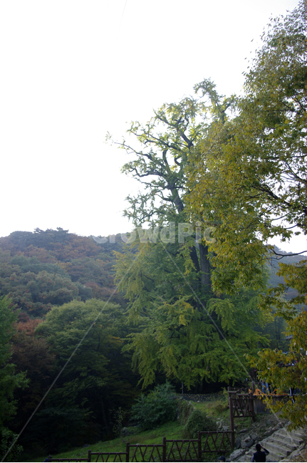 나무,잎,식물,plant,은행나무,자연,풍경,nature,landscape,tree,outdoors,옥외,vegetation,초목