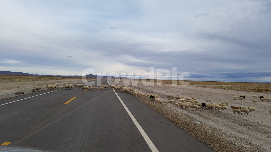 길,도로,양,sheep,road,peru,페루,점령,건너기,양떼,동물,animal,포유류,mammal,교통,교통수단,traffic,transportation