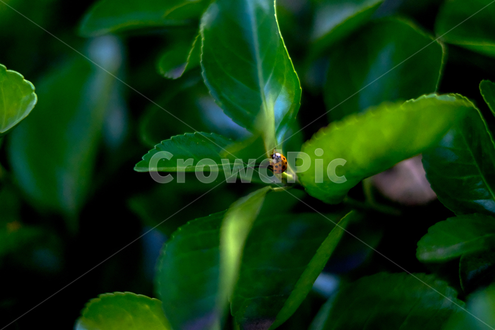 무당벌레,ladybug,나뭇잎,leaf,yellowbug,식물,자연,plants,nature,동물,animal,곤충,벌레,insect,bug